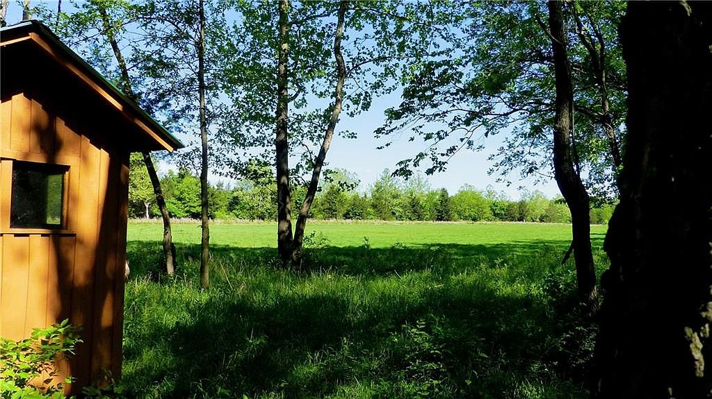 Ground-level view from beside an outbuilding, looking through young trees into the open pasture beyond